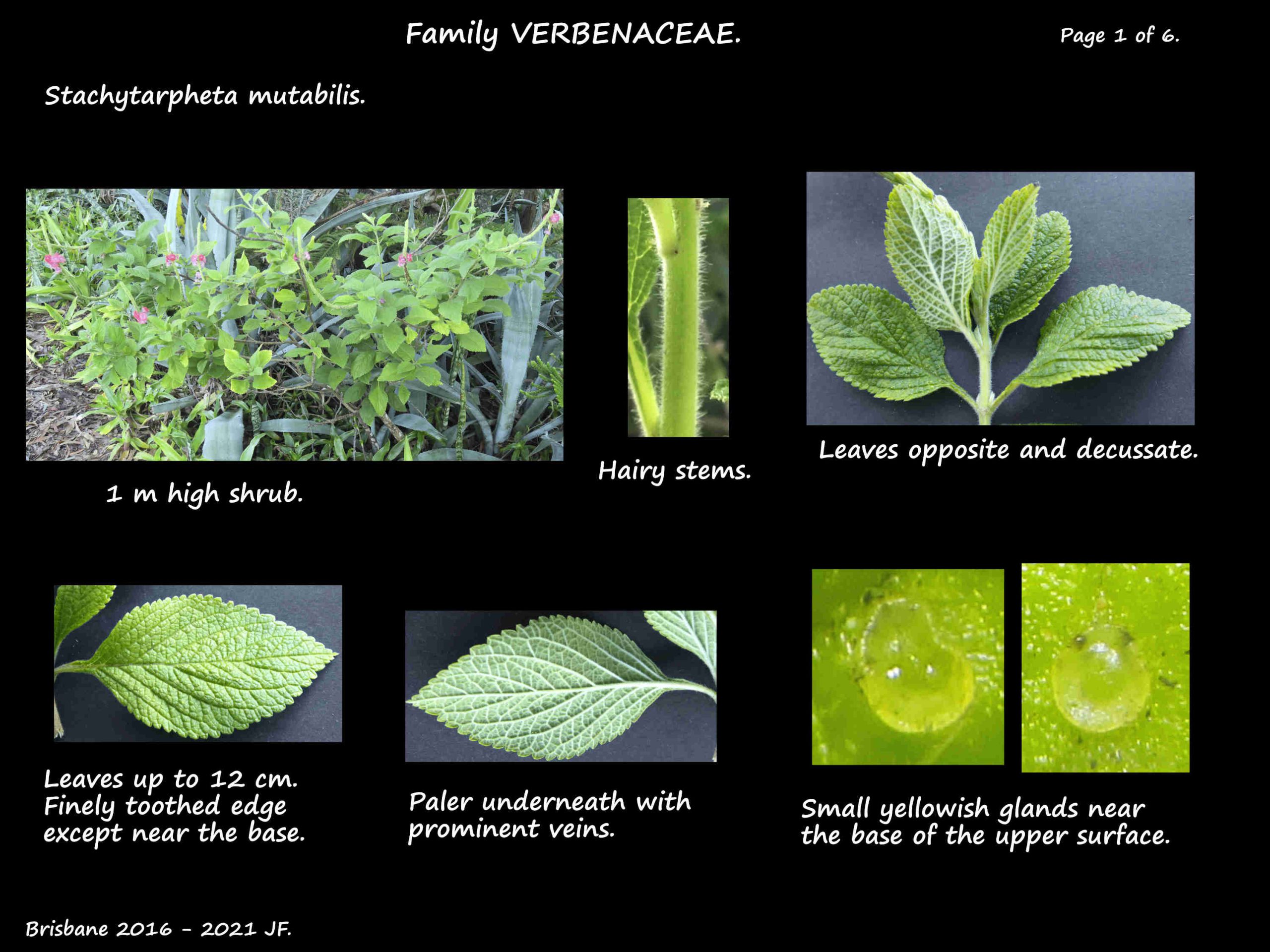 1 Stachytarpheta mutabilis leaves